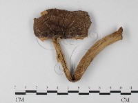 登錄號:F0024523藏品圖，第3張