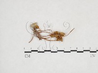 登錄號:F0024524藏品圖，第1張