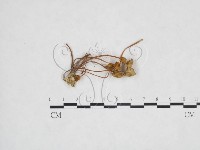 登錄號:F0024524藏品圖，第3張