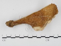 登錄號:F0024526藏品圖，第1張