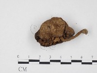 登錄號:F0024527藏品圖，第3張
