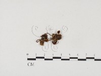 登錄號:F0024529藏品圖，第1張