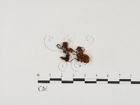 登錄號:F0024529藏品圖，第3張