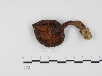 登錄號:F0024530藏品圖，第3張