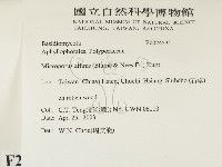 相鄰小孔菌藏品圖，第2張