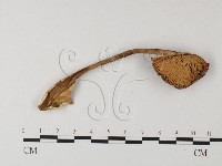 登錄號:F0024535藏品圖，第3張