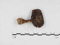 登錄號:F0024536藏品圖，第1張