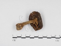 登錄號:F0024536藏品圖，第3張