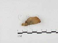 登錄號:F0024540藏品圖，第1張