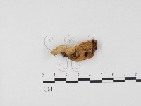 登錄號:F0024540藏品圖，第3張