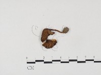 登錄號:F0024541藏品圖，第1張