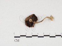 登錄號:F0024542藏品圖，第1張