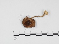 登錄號:F0024542藏品圖，第3張