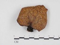 登錄號:F0024543藏品圖，第1張