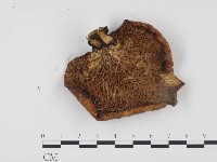 登錄號:F0024543藏品圖，第3張