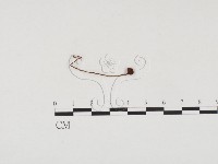 登錄號:F0024544藏品圖，第1張