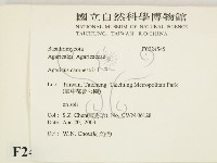 四孢蘑菇藏品圖，第2張