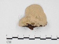 登錄號:F0024546藏品圖，第3張