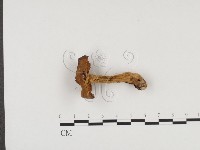 登錄號:F0024547藏品圖，第1張