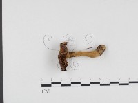 登錄號:F0024547藏品圖，第3張