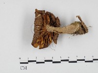 登錄號:F0024548藏品圖，第3張