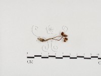 登錄號:F0024549藏品圖，第3張