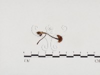 登錄號:F0024550藏品圖，第1張