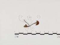 登錄號:F0024550藏品圖，第3張