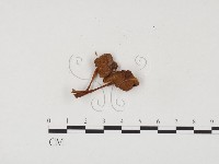 小菇屬藏品圖，第3張