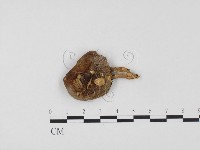 登錄號:F0024552藏品圖，第1張