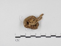 登錄號:F0024552藏品圖，第3張