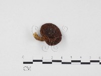 登錄號:F0024554藏品圖，第1張