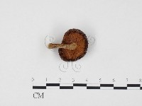 登錄號:F0024554藏品圖，第3張