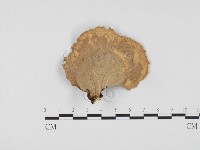 相鄰小孔菌藏品圖，第3張