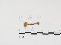 鬼傘屬藏品圖，第1張