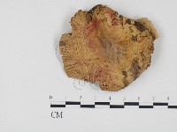 登錄號:F0024558藏品圖，第1張