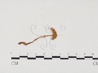 登錄號:F0024559藏品圖，第3張