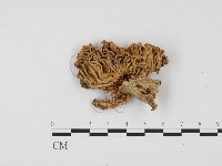 登錄號:F0024562藏品圖，第3張