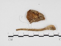 登錄號:F0024564藏品圖，第3張