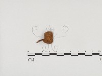 登錄號:F0024565藏品圖，第1張