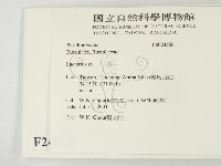 乳菇屬藏品圖，第2張