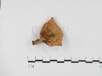 乳菇屬藏品圖，第1張