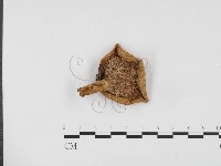 乳菇屬藏品圖，第3張