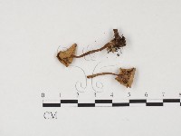 登錄號:F0024567藏品圖，第3張