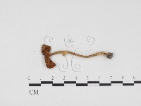 登錄號:F0024569藏品圖，第1張