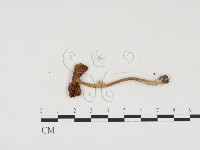 登錄號:F0024569藏品圖，第3張