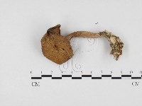 登錄號:F0024570藏品圖，第1張