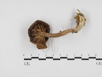 登錄號:F0024570藏品圖，第3張