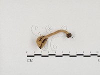 登錄號:F0024571藏品圖，第3張