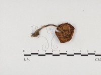 登錄號:F0024572藏品圖，第3張